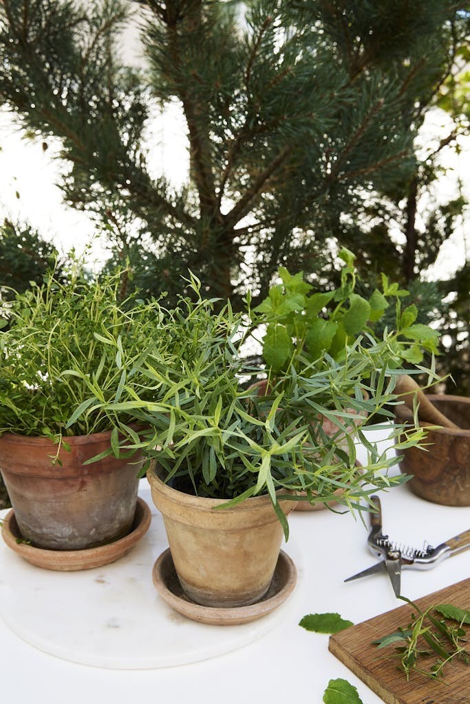 BirgitteUdekoekken230803 Grønne planter på uteplassen